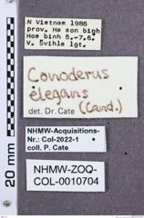 Etikette zu Monocrepidius elegans (NHMW-ZOO-COL-0010704)